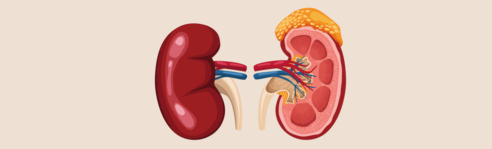 What Is Chronic Kidney Disease (CKD)? Causes, Stages & Symptoms